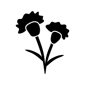 Carnation Flowers, Floral, Botanical, Nature, Blooming icon