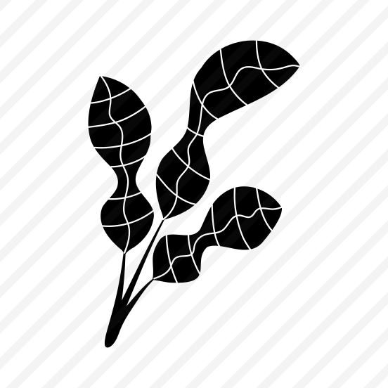 Moral Leave, Stem, Botanical, Nature, Plant, preview