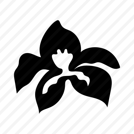 Orchid Flower, Floral, Nature, Plant, Blooming preview