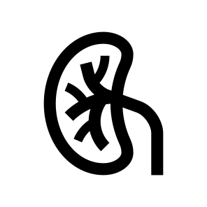 Anatomy Kidney Urinary Internal Organ icon