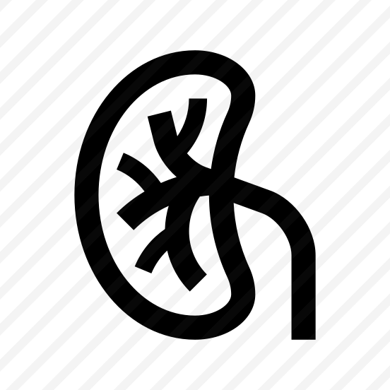 Anatomy Kidney Urinary Internal Organ preview