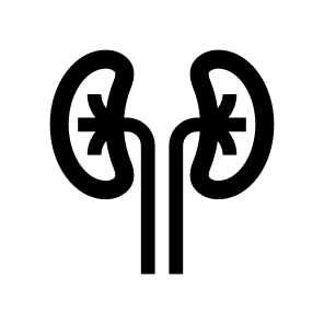 Anatomy Kidneys Urinary Internal Organ icon