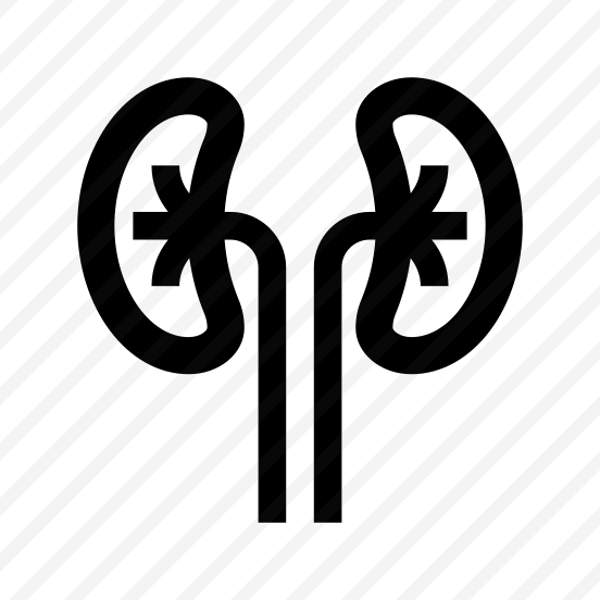 Anatomy Kidneys Urinary Internal Organ preview