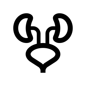 Anatomy Kidneys Urinary Tract Internal Organ icon