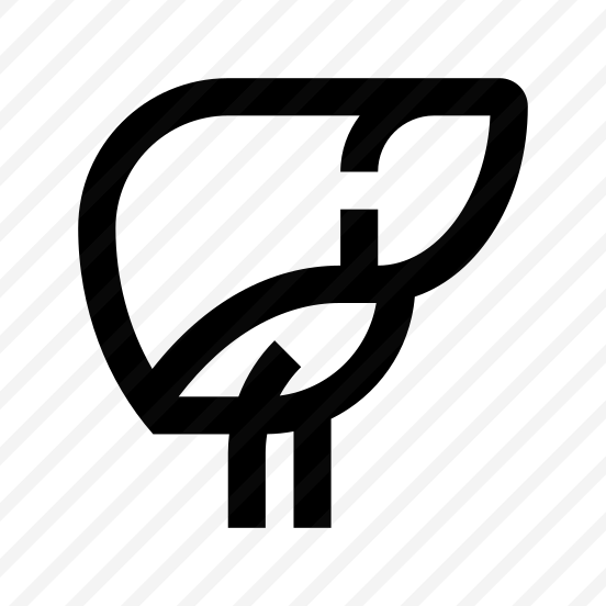 Anatomy Liver Internal Organ One preview