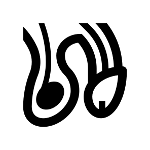 Anatomy Penis Testicles Reproductive Organs icon
