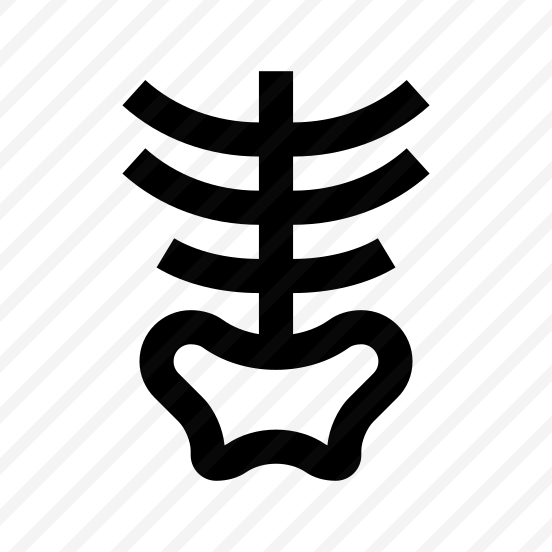 Anatomy Ribs Pelvis Skeleton Icon preview