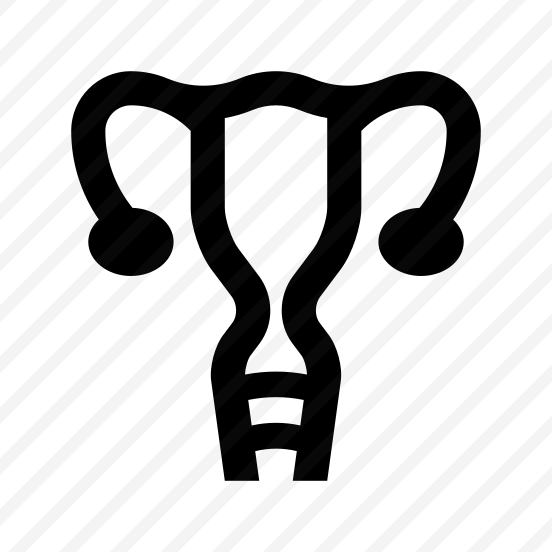 Anatomy Uterus Ovaries Reproductive Organs preview