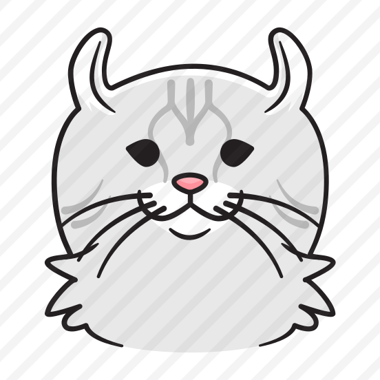 American Curl preview