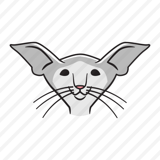 Oriental Shorthair preview