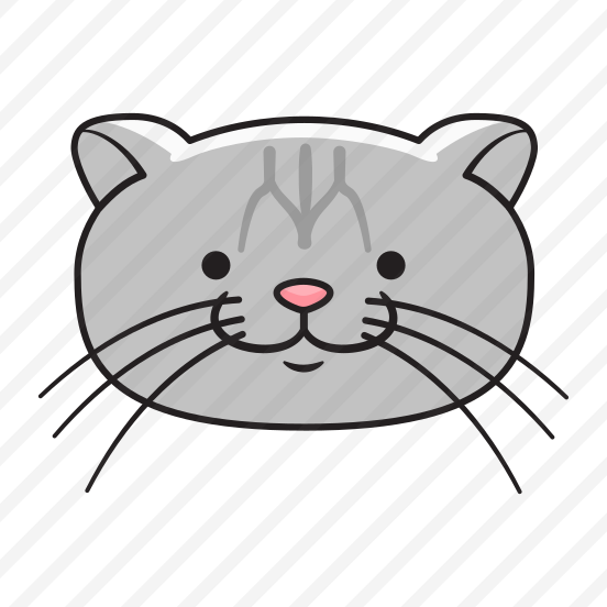 Scottish Fold preview
