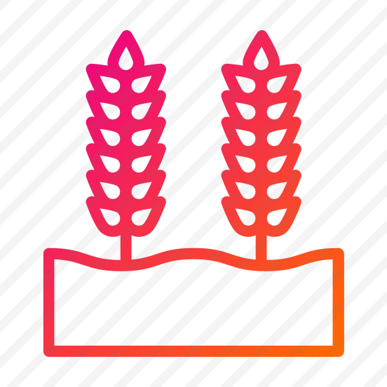 Wheat Grain,wheat,grain,nature,food preview