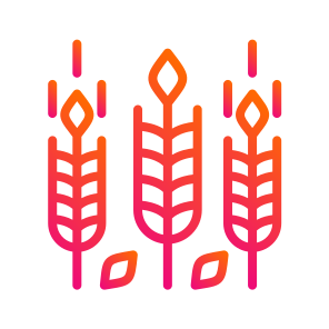 Wheat,grain,wheat Grain,food,wheat Plant icon
