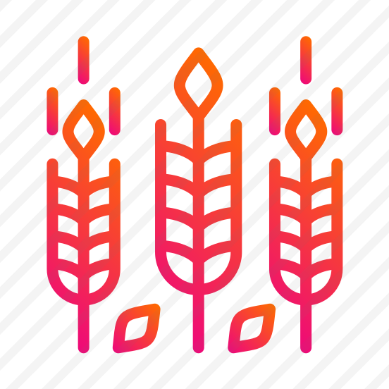 Wheat,grain,wheat Grain,food,wheat Plant preview