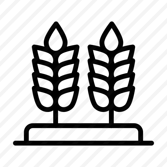 Wheat,grain,grains,cereal,cereals preview