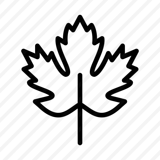 Maple,maple Leaf,leaves,leaf,autumn preview