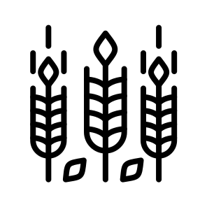 Wheat,grain,wheat Grain,food,wheat Plant icon