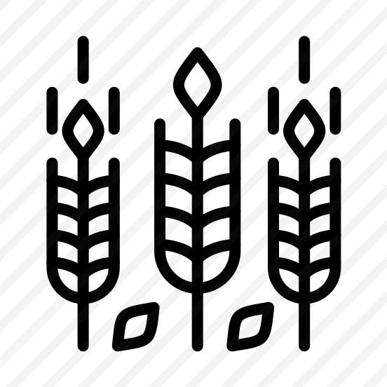 Wheat,grain,wheat Grain,food,wheat Plant preview
