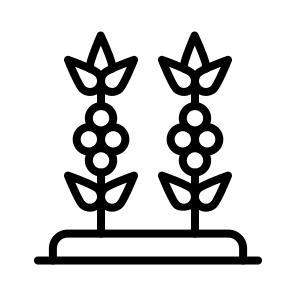 Coffee Plant,coffee,coffee Beans,food And Restaurant,leaves icon