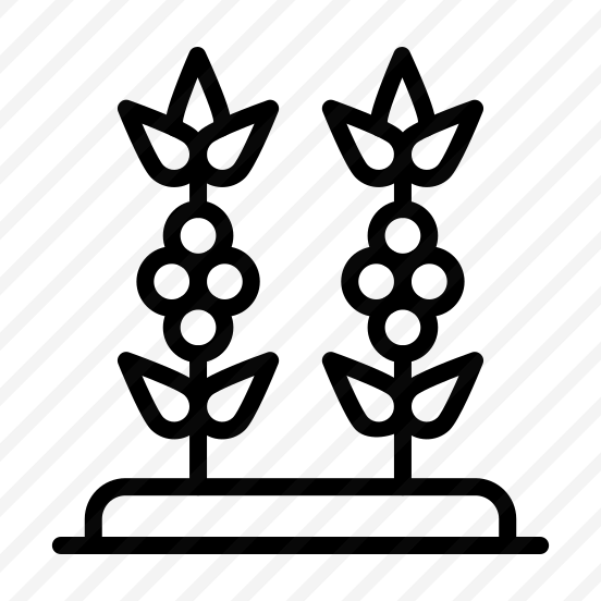 Coffee Plant,coffee,coffee Beans,food And Restaurant,leaves preview