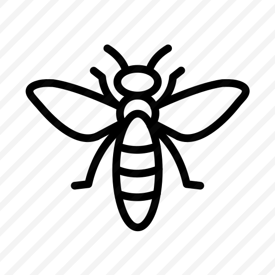 Insect,bug,entomology,biology,animals preview