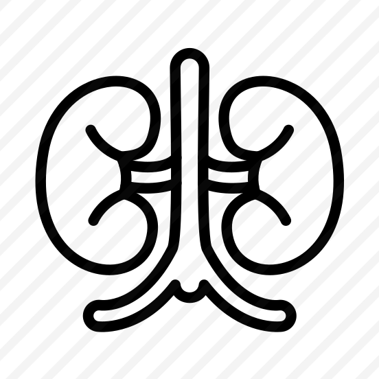 Kidney,kidneys,organ,urologist,medical preview