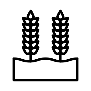 Wheat Grain,wheat,grain,nature,food icon