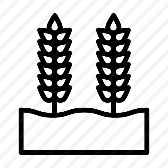Wheat Grain,wheat,grain,nature,food preview
