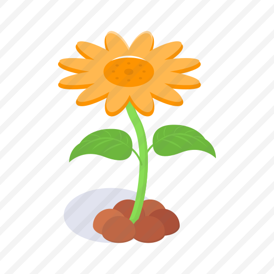 Sunflower, Helianthus, Ecology, Leaves, Flower preview