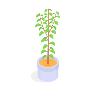 Plant, Decorative, Potted, Houseplant, Nature, icon