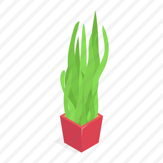Plant, Decorative, Potted, Houseplant, Ornamental, preview