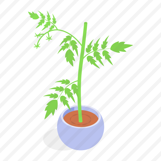 Plant, Decorative, Potted, Houseplant, Sprout preview