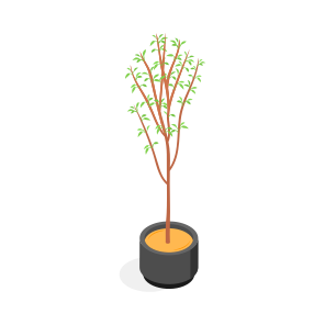 Plant, Tree, Decorative, Potted, Houseplant icon