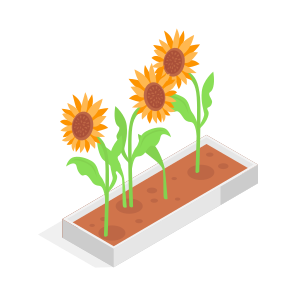 Sunflower, Flowers, Plant, Decorative, Nature icon