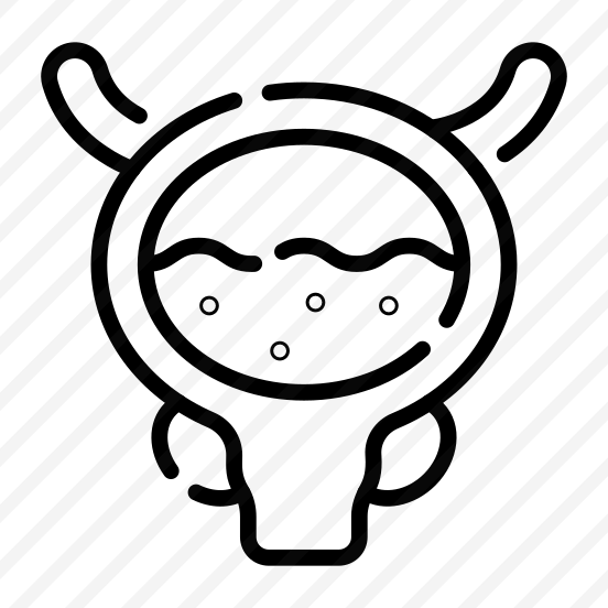 Bladder, Excretion, Urinary, Organ, Anatomy preview