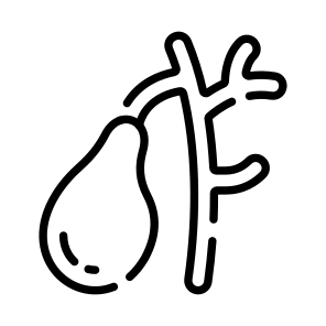 Duct, Gallbladder, Organ, Bile, Anatomy icon
