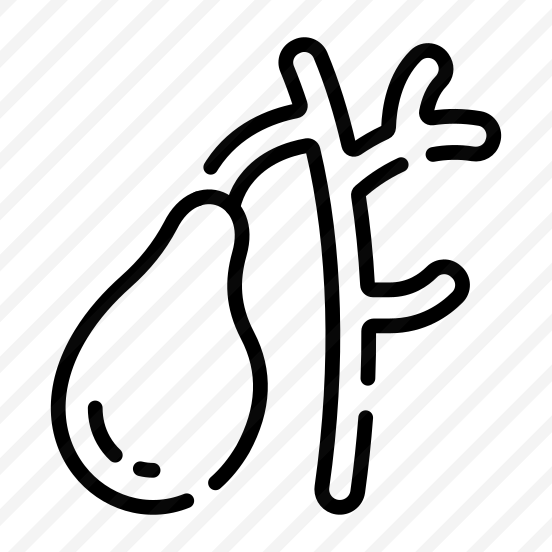 Duct, Gallbladder, Organ, Bile, Anatomy preview