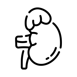 Gland, Kidney, Renal, Urinary, Excretion icon