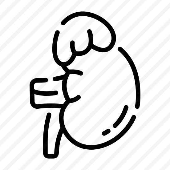Gland, Kidney, Renal, Urinary, Excretion preview