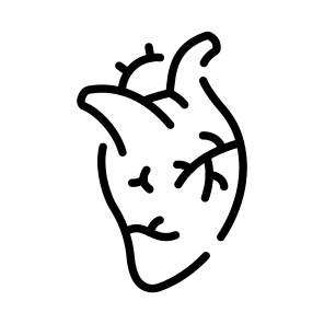 Heart, Cardiac, Organ, Circulation, Anatomy icon