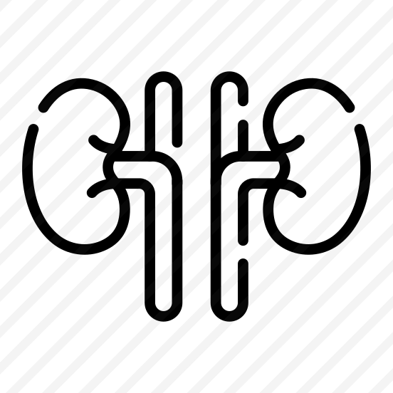 Kidneys, Renal, Urinary, Excretion, Organ preview