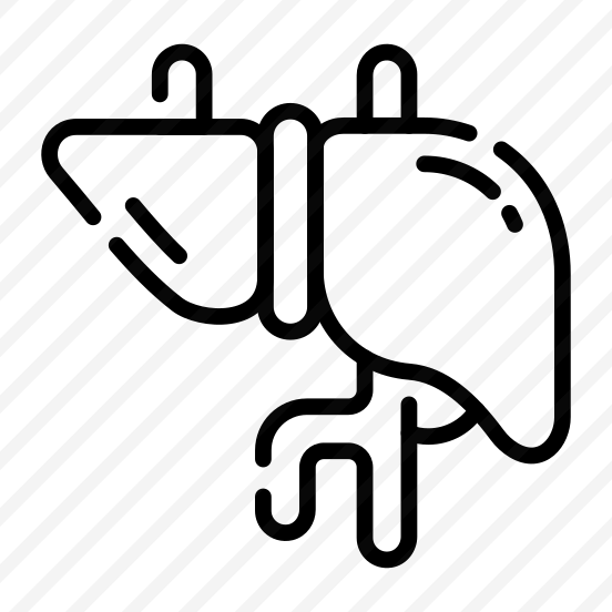 Liver, Detox, Hepatic, Organ, Anatomy preview