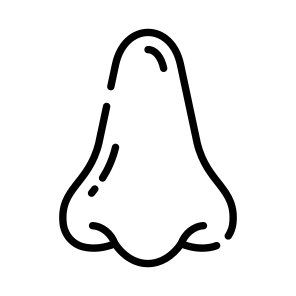 Nose, Nostrils, Olfactory, Breathing, Organ icon