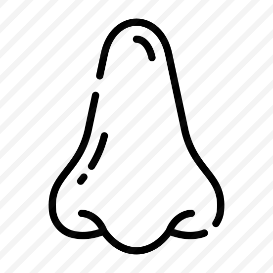 Nose, Nostrils, Olfactory, Breathing, Organ preview