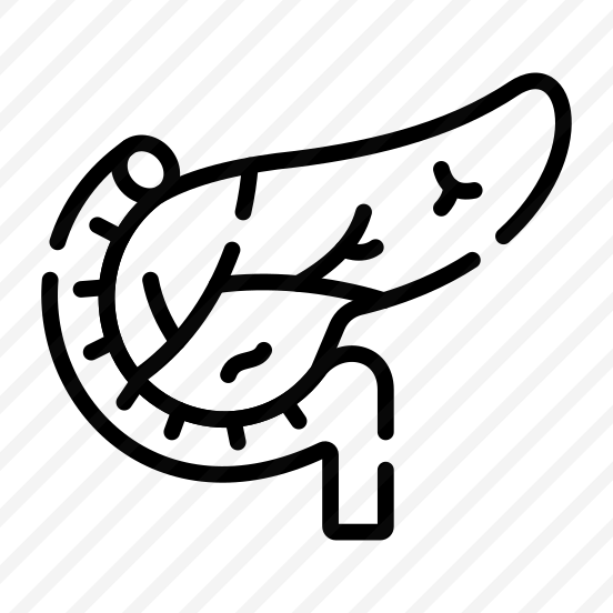 Pancreas, Organ, Gland, Digestion, Anatomy preview