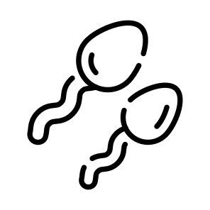 Sperms, Gametes, Cells, Reproduction, Anatomy icon