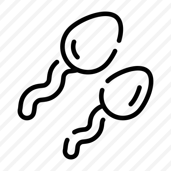 Sperms, Gametes, Cells, Reproduction, Anatomy preview