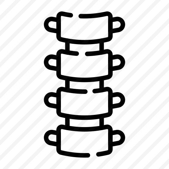 Spine, Backbone, Bones, Vertebral, Anatomy preview