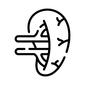 Spleen, Lymphatic, Organ, Anatomy, Biology icon