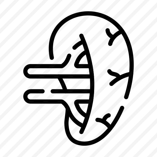 Spleen, Lymphatic, Organ, Anatomy, Biology preview